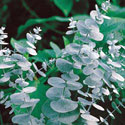 Thai Massage Herbs: Eucalyptus