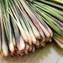 Thai Massage Herbs: Lemongrass